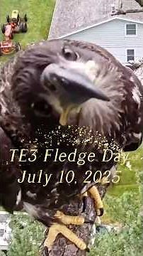 First Flight Victory! Trempealeau Eagle TE3 Fledges! #shorts