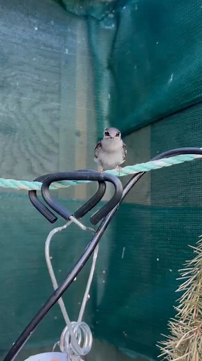 Can you spot the odd one out? Most mamma birds can’t! This giant baby is a Brown-headed Cowbird, a species known for being brood parasites. These intelligent creatures sadly face a lot of hatred and cruel treatment due to their nature. A female cowbird will lay her eggs in other birds nests, and have sometimes been documented destroying or harming the host birds own eggs. While this is very sad, it’s a part of nature. Here at MARS we recognise and respect all survival strategies, even if they do