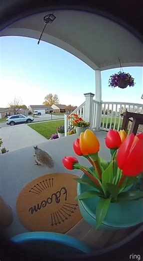 Squirrel Caught Red-Handed Stealing Decor