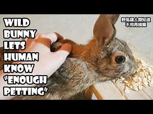 Wild bunny lets human know when she's got enough petting