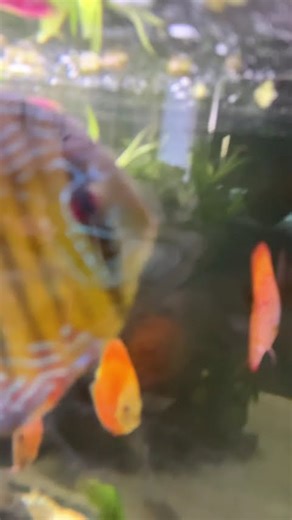 Beautiful Discus Tank!#cat #rap #dance #aicover #cover #cat #fishtank #music #fish #aquarium #funny