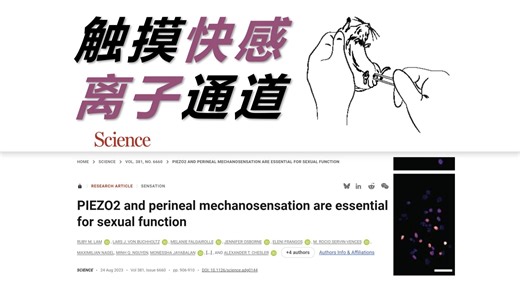 新知187 触摸那里为什么会有快感？还是得感谢离子通道哇