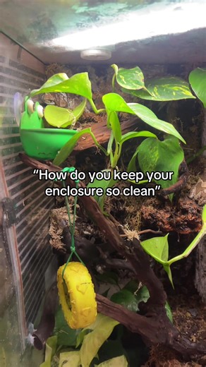 Cleaning Tips for Your Amazon Milk Frogs' Habitat