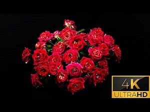 Red Roses Arrangement | 4K Time Lapse | Satisfying Blooming Flowers Time Lapse