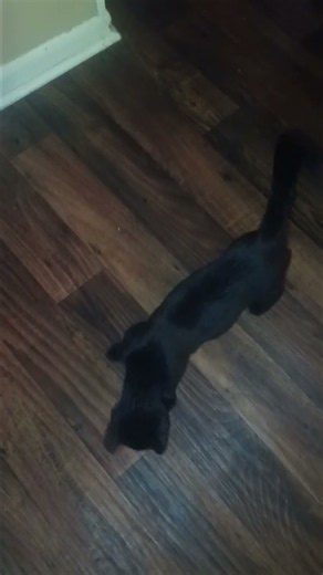 loki, comes and gets me when his ball is stuck. Rick chronicles...