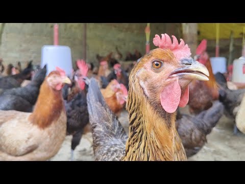 4k _ Desi murgi farm ❣️