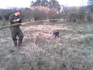 bracco kutzhaar addestramento.. riporto e ferma!