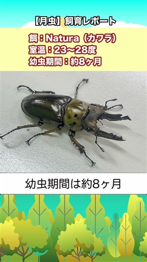 【月虫】飼育レポート！〜オウゴンオニクワガタ〜 #カブトムシ #クワガタ #クワカブ #幼虫 #昆虫 #外国産クワガタ