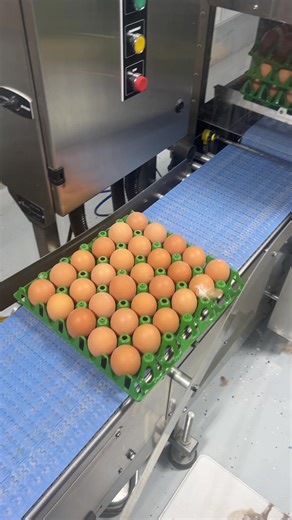 See the Egg Layer Machine in Action