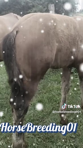 lack Donkey and Horse Breeding #horse #donkey #donkeybreeding #horsebreeding #horsedonkeybreeding #amazing #usa #fyp #tiktok