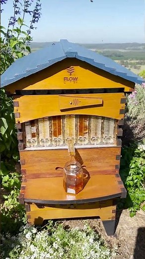 Celebrating the new season with a honey harvest 🍯 #beekeeping