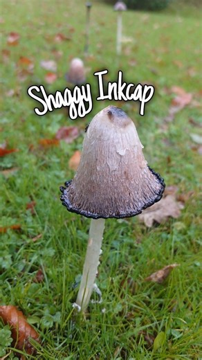 Home is where our heart is 💚 on Instagram: "From street corners to meadows, the shaggy ink cap (Coprinus comatus) is one of nature’s most curious mushrooms! 🍄 Known as the “lawyer’s wig,” this edible fungus doesn’t just look magical — it transforms into a pool of inky black liquid as it matures. In today’s video, we dive into its hidden history, edible uses, and the surprising medicinal power of fungi. 🌿 👉 Discover why the shaggy ink cap is a forager’s delight and learn more about the incred