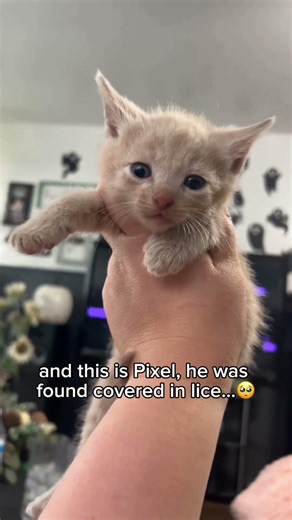 Every like or comment could help save one of our kittens 🙏💕 #slippers #catrescue #catlover