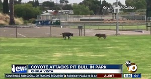 Coyote attacks pit bull at Chula Vista park, video shows