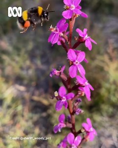 How a trigger plant works 😮 📺 Catch up with all episodes of Gardening Australia on iview: https://ab.co/GardeningAustraliaiview #ABCMyGarden #GardeningAustralia #TriggerPlant | Gardening Australia