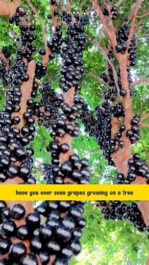 672K views · 8K reactions | Jaboticaba Tree | Dodo Garden | Facebook