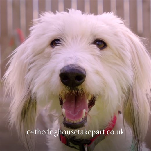 170K views · 1.7K reactions |  The Dog House is NOW CASTING for 2026!  Could a rescue dog change your life… or could you change theirs?  If you’re ready for love, licks, and life-changing moments, hit the link below and take part! ✨ #TheDogHouse #Channel4 #RescueDogs | The Dog House | Facebook