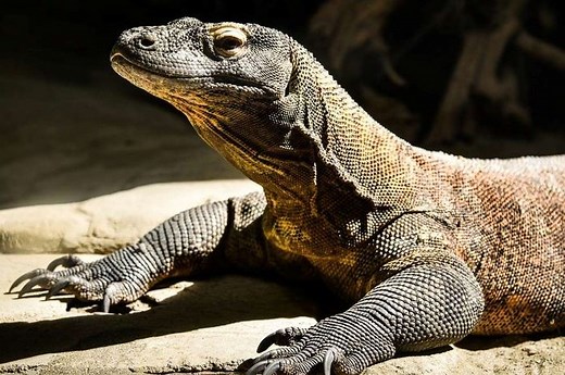 Ciri dan Karakteristik Fauna dari Zona Peralihan Beserta Contohnya - Bobo