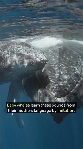 Whales Talk Like Families 🐋