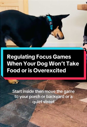 Calming Games for Distracted Dogs