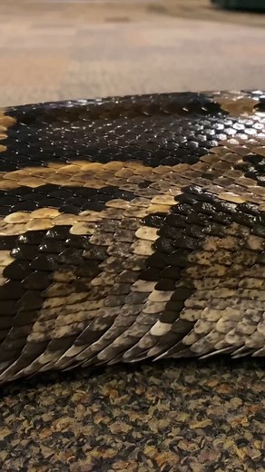 Cincinnati Zoo on Instagram: "Pythons utilize rectilinear locomotion as their primary source of movement. Muscles in between the ribs, move the ribs forward and backward, almost like legs walking. Did you know that according to Dr. Bruce Jayne (from UC) there are more than 20 different modes of serpent locomotion! This great video is brought to you by Great American Insurance Group."