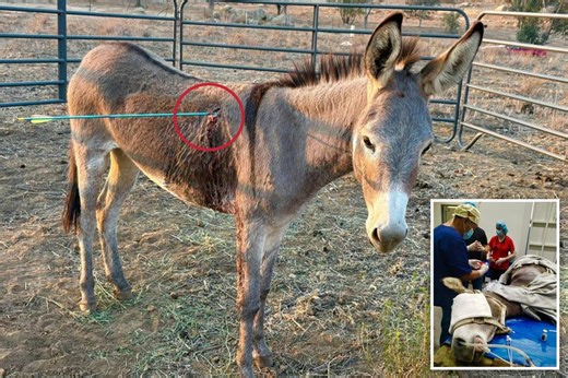 Wild donkey named Cupid recovering after being shot in the lung with an arrow — as authorities hunt for the bow-wielding culprit