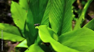 Chrysomya megacephala, more commonly known as the oriental latrine fly, is a member of the family Calliphoridae (blowflies).