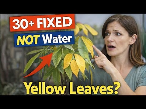 The #1 Reason Your Money Tree Leaves Turn Yellow!