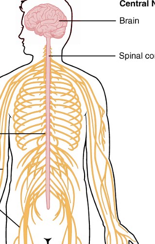 Lesson 5: Basics of the Human Movement Systems