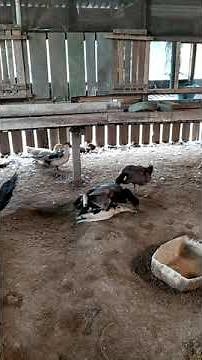 Crowd during cross mating between Duck (male) and Muscovy duck (female)