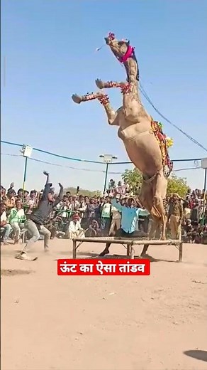 ऊंट का ऐसा तांडव | camel high jump | #shorts #viral #video