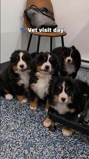 Bernese Mountain Dog Puppies First Vet Visit | Calm & Happy