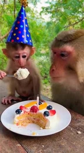 Celebrating a Cute Monkey's Birthday Party