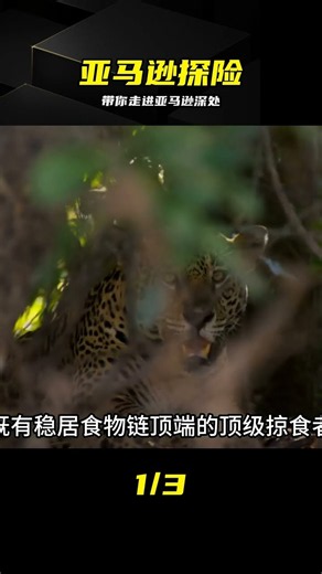 走進亞馬遜腹地，感受鬼斧神工的狂野森林 #亚马逊雨林，野生动物，探险旅行，大自然，神秘丛林