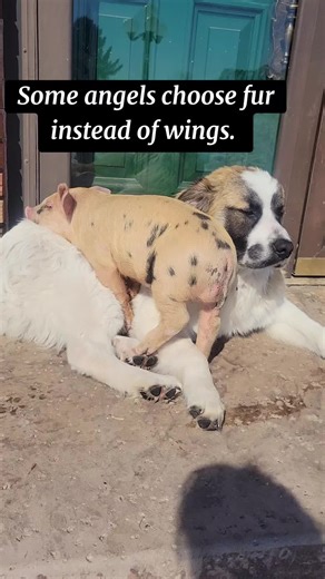 Dogs and pigs are so much more alike than you think! They both are loyal to humans and crave attention and affection from other species. #greatpyrenees #pig ##farmlife