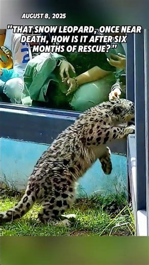 How is the once dying snow leopard cub Ling Xiaozhe recovering after six months of rescue care?