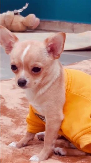 No one can stop loving you🥰#chihuahua #cute #youtubeshorts #shorts