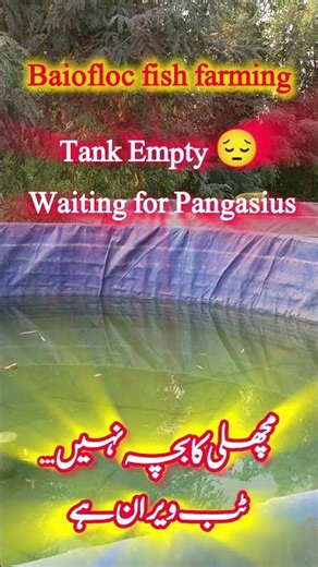 Pangasius Fish Baby Short in Market | Empty Tank
