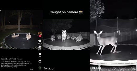 How a real wild animal video led to an avalanche of AI fakes