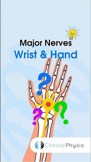 Major Nerves of the Wrist & Hand #physicaltherapy #physiotherapy #anatomy #nerves