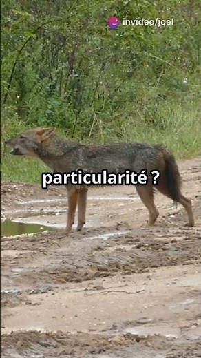 Découvrez le Chacal : Un Animal Fascinant!