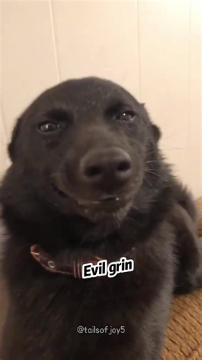 My Dog's Irresistible Smile Moments