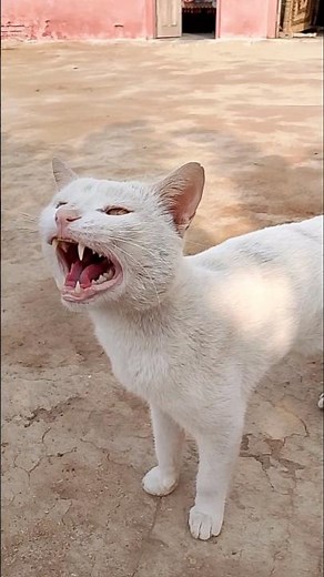 Adorable Cat’s Loud Meow – Cutest Sound Ever! #youtubeshorts #viralvideo