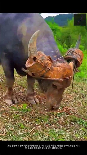 농촌 환경에서 사육되는 물소의 뿔 장치 착용 및 방목 프로세스 #worker #process #agriculture #management #cattle