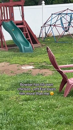 Left Eye loves when Bowser comes to hang out #chickens #chicken #dog | Chickens and coffee