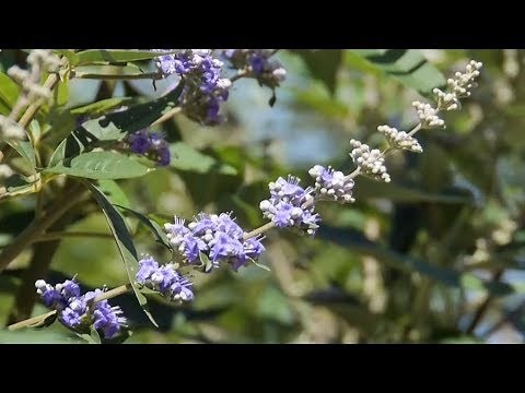 Mönchspfeffer (Vitex agnus-castus)