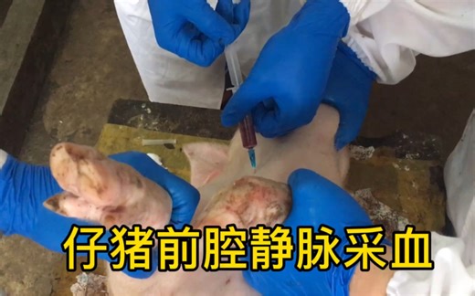 仔猪前腔静脉采血（仰卧保定）