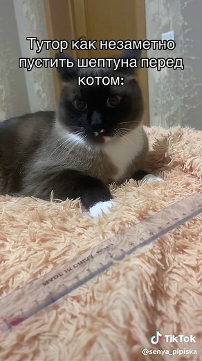 Кот (домашняя кошка) — это млекопитающее животное из семейства кошачьих (Felidae), которое с древних времён живёт рядом с человеком. Домашняя кошка является одним из самых распространённых и популярных домашних животных в мире. Считается, что одомашнивание кошек началось около 9–10 тысяч лет назад на Ближнем Востоке, когда люди стали заниматься земледелием, а кошки начали селиться рядом с поселениями, привлекаемые грызунами. Кошка — животное среднего размера, отличающееся гибким телом, хорошо ра