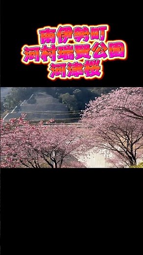 南伊勢町の河津桜の名所！河村瑞賢公園#南伊勢町#三重県#河津桜#河村瑞賢公園#三重県観光
