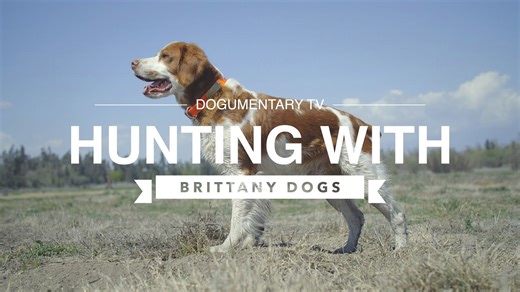 Hunting with Brittany dogs